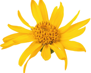 arnica-scont arnica-scont